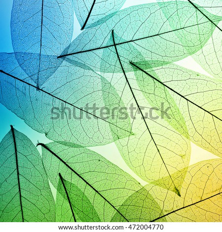 Macro leaves background texture. Green, blue and yellow tone.