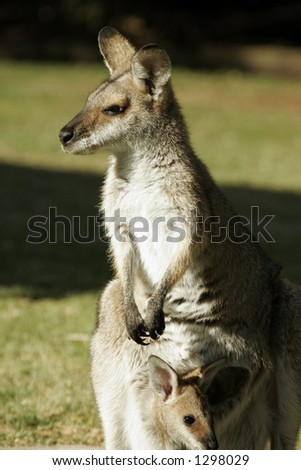 Kangaroo gazes into sun