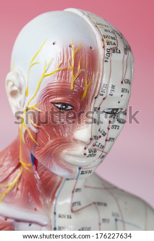 Close up of Acupuncture Model