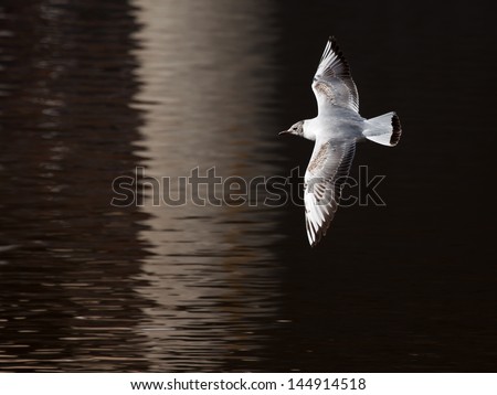 The young bird a white seagull flies with the spread wings over a surface of dark water in the early spring