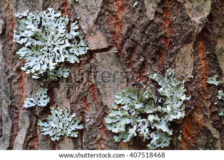 Lichen, Hypogymnia physodes growing on a tree trunk