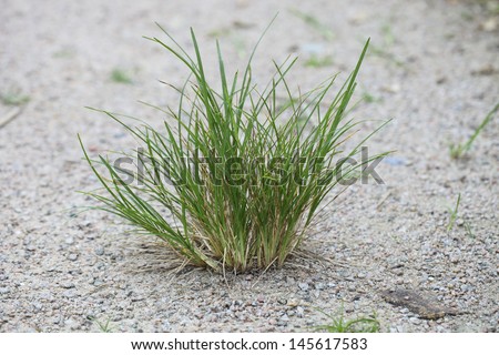 grass on the ground or sand