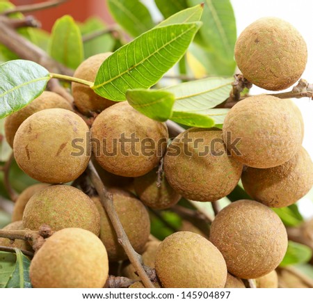 fresh longan with green leaves come from china guangdong