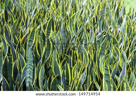 Mother-In-Law\'s Tongue (Sansevieria): Known as Mother-In-Law\'s Tongue and Snake Tongue (for being sharp and for their long shape) these plants are hardy and pleasant to look at.