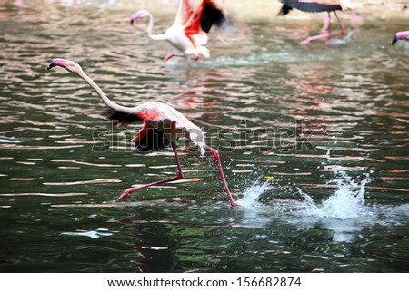 colorful flamingos live by the side of lake