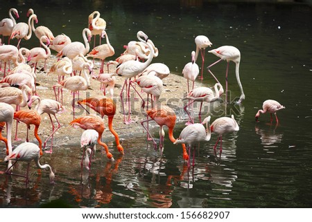 colorful flamingos live by the side of lake