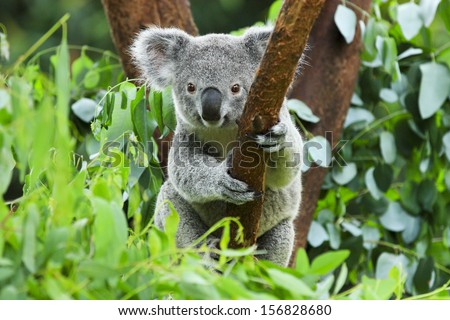 Koala Bear In The Zoo