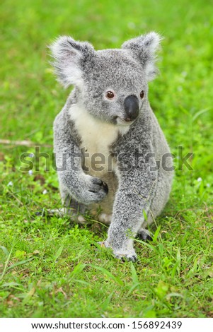 koala bear in the zoo on the grassland