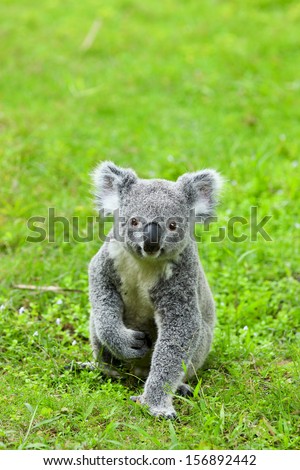 koala bear in the zoo on the grassland