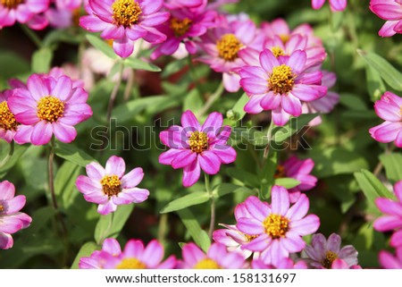 pink daisy in garden at sunday