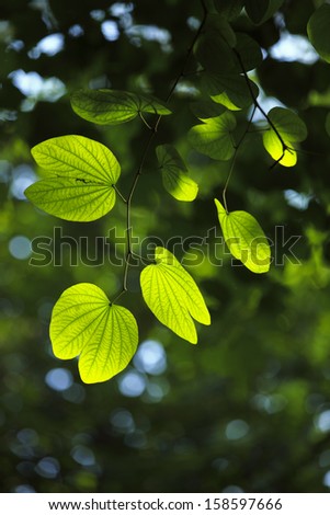 Sunlight, the green vegetation, verdant,green leaf