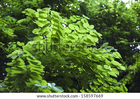 Sunlight, the green vegetation, verdant,green leaf