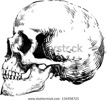 Vector skull artwork Vector skull artwork