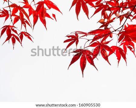 Bright red Japanese maple
