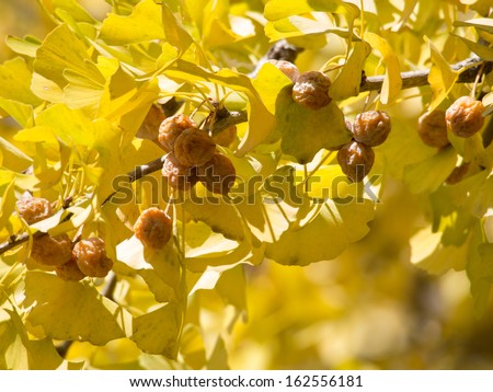 Fruit of the branch of the maidenhair tree