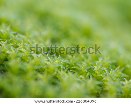 The moss which reduces CO2, and helps the global environment