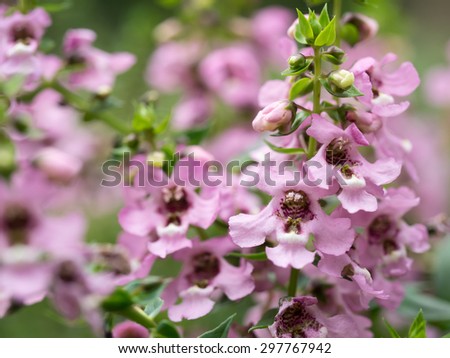Beautiful lavender pink?Summer snapdragon in the summer flower bed