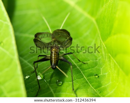 Bell cricket that singing with trembling wings on the green leaves