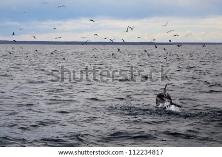 A dolphin is going towards a bank of fish marked by a group of sea birds