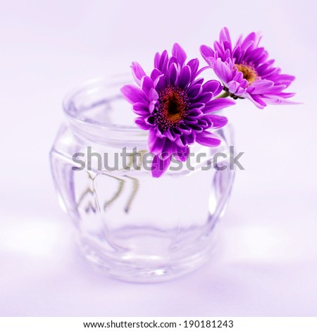 Purple chrysanthemums in a jar