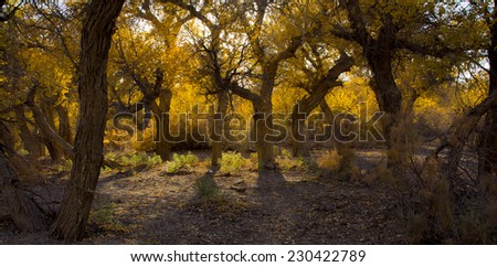 Poplar tree in autumn season, Ejina, Inner Mongolia, China