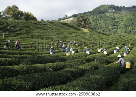 Chiang Rai, Thailand - January 12, 2015 : Worker were harvesting tea in tea plantation farm on January 12, 2015 in Chiang Rai, Thailand