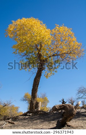 Heart shape of poplar trees in autumn season with yellow leaves and clear sky,  Ejina, Inner Mongolia, China