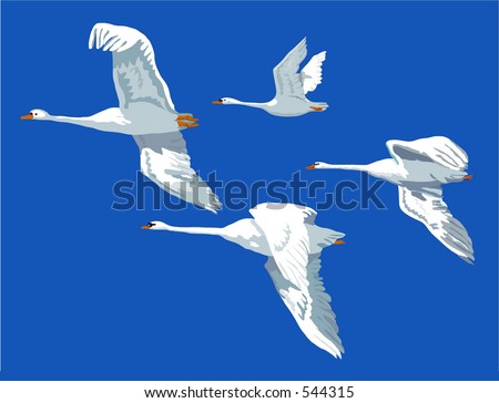 Digitally drawn illustration of swans on flight