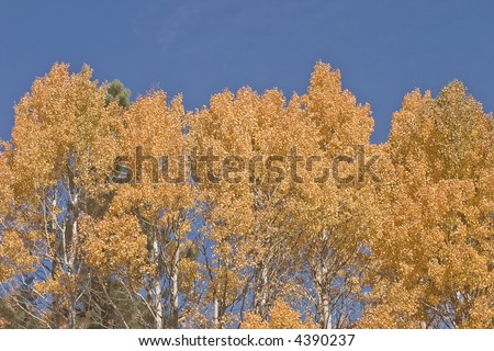 Fall in the Hope Valley, Quaking Aspen