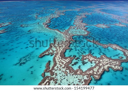 Magnificent Colours In The Great Barrier Reef