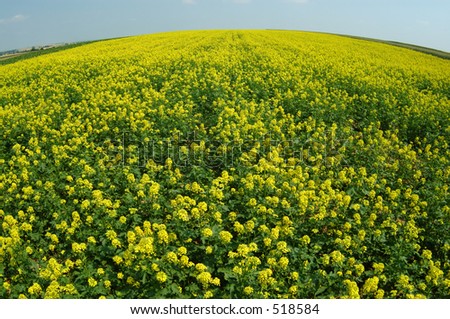 yellow field and blue sky. fish-eye lens