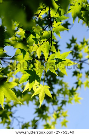 Japanese maple green leaves background