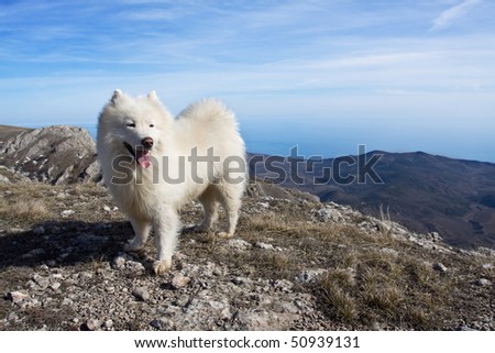 Samoyed dog full of joy in mountains, with cool blue sky.