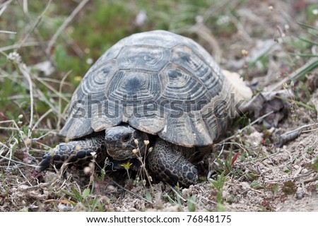 Land turtle slow-moving and land-dwelling reptile, with a large dome-shaped shel.