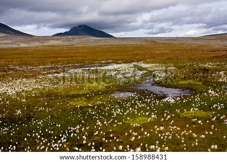 Magic mountain landscape with swamp, Ural mountains, Russia.
