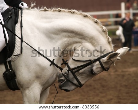 Head of a horse on in dressage. Braid mane for dressage. Braiding provides an aesthetically appealing look for a show horse.