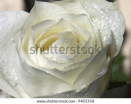 Close up of rose covered by multitude of droplets