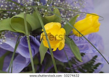 Yellow tulips with a special focus