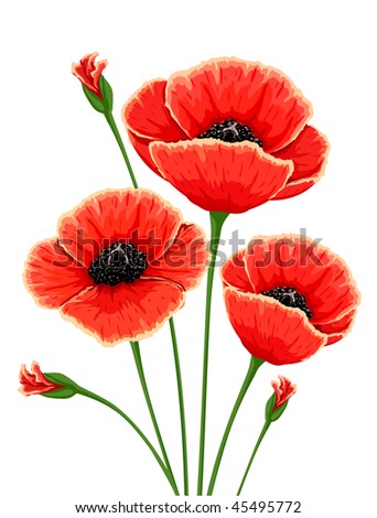 Picturepoppy Flower on Red Poppy Flowers   Vector Illustration   45495772   Shutterstock