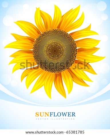 yellow flower of sunflower vector illustration. Gradient mesh used