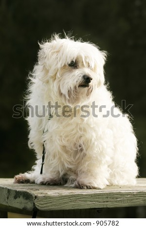 White maltese dog sitting in the outdoors