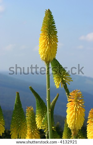 Kniphofias or red hot pokers - have a tall up to 2m flower spike, Kniphofias come in a range of colours including red, orange and yellow to almost lime green.  Photographed Mt Tomah garden