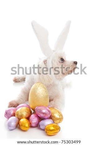 chocolate bunny ears. wearing white unny ears