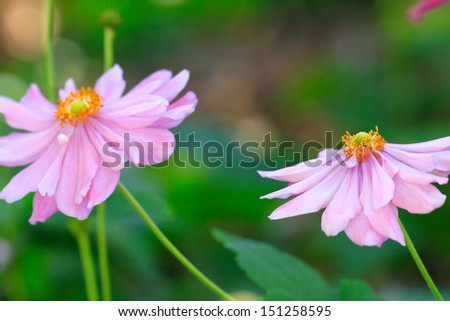 Beautifull delicate flowering aster with yellow and green centres and pretty pink lilac petals blowing and dancing  in the Autumn breeze.