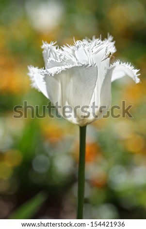 A single white frilly parrot tulip (tulipa) in the spring garden flowerbed.  Buyers, focis is shallow to foreground petal frills only for soft bokeh backdrop of closely surruonding flowers