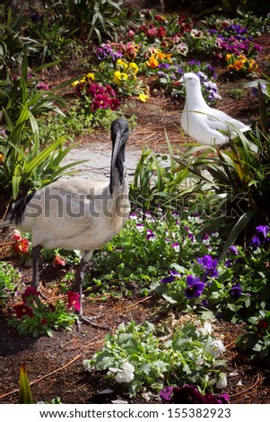 Australian White Ibis (Threskiornis moluccus)  in garden.  A black and white bird standing  three-quarters of a metre tall with a bald black head, long legs and distinctive, down-curved beak.