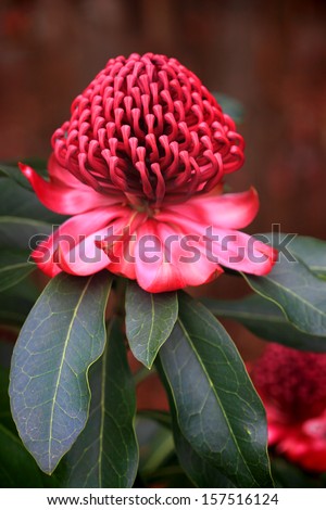 The showy flowers of the waratah consist of many small flowers densely packed into conical or peaked dome-shaped heads.  The waratah means beautiful or handsome.  NSW flower emblem