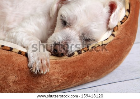 Closeup of a puppy dog sleeping comfortably in its bed
