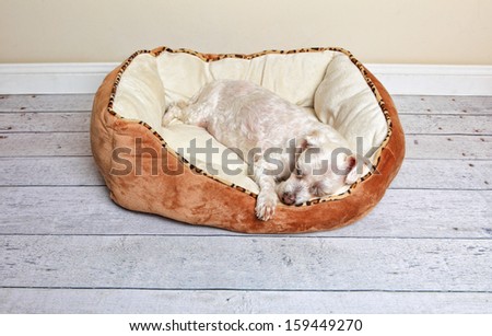 Dog sleeping or napping in a soft and comfy dog bed