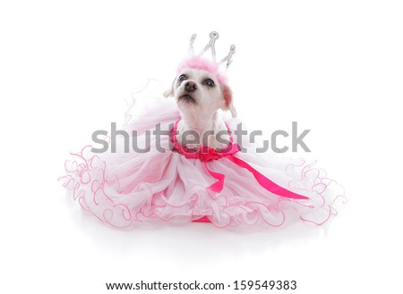 Pampered pet dog wearing a princess tiara and pretty soft pink frilled tulle dress with pink ribbon.  Looking up with anticipation.  White background